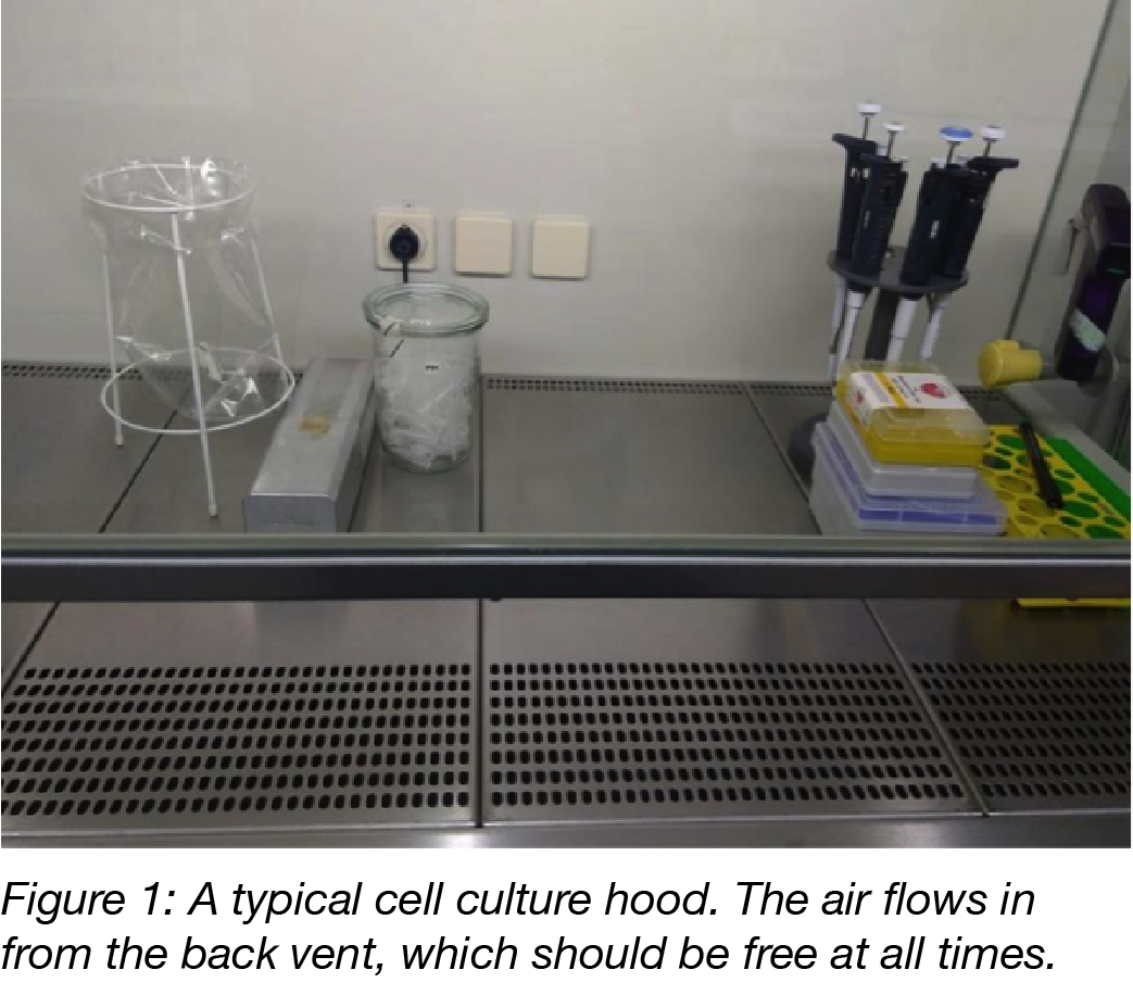 10 basic tips for mammalian cell culture